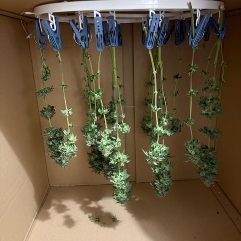 Cheese growlog timeline photo