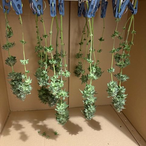 Cheese growlog timeline photo