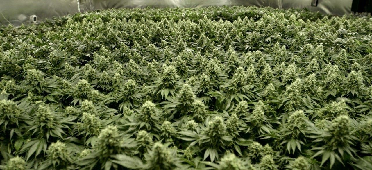 Bastos Bud #01 growlog header