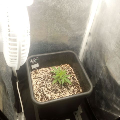 Gorilla Glue Fast Buds growlog timeline photo