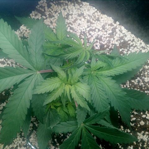 Gorilla Glue Fast Buds growlog timeline photo