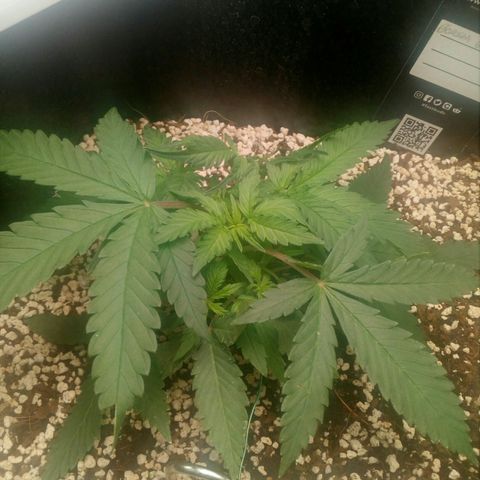 Gorilla Glue Fast Buds growlog timeline photo
