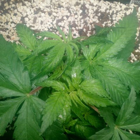 Gorilla Glue Fast Buds growlog timeline photo
