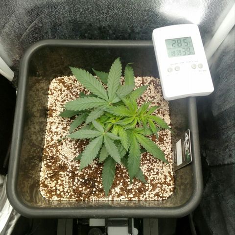 Gorilla Glue Fast Buds growlog timeline photo