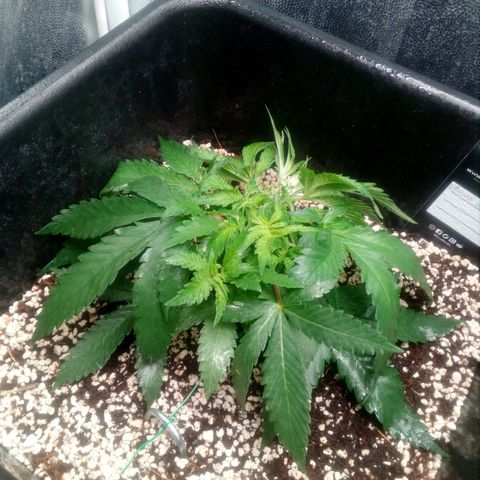 Gorilla Glue Fast Buds growlog timeline photo