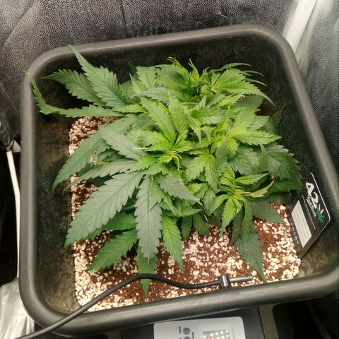 Gorilla Glue Fast Buds growlog timeline photo