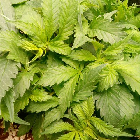 Gorilla Glue Fast Buds growlog timeline photo