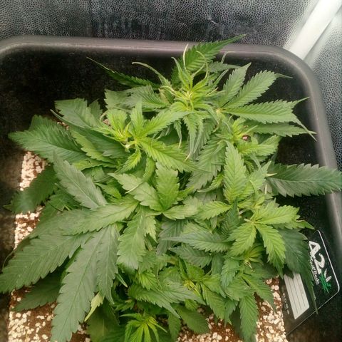 Gorilla Glue Fast Buds growlog timeline photo