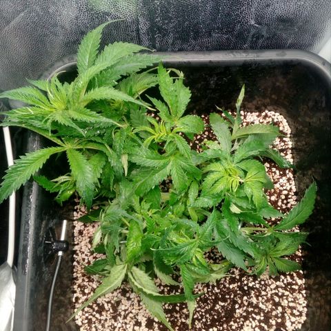 Gorilla Glue Fast Buds growlog timeline photo