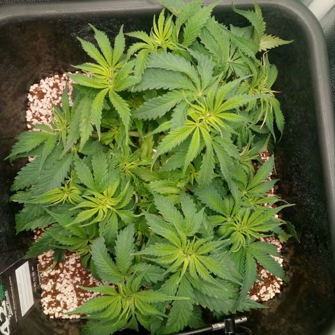 Gorilla Glue Fast Buds growlog photo: Looking good