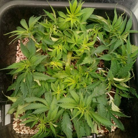 Gorilla Glue Fast Buds growlog timeline photo