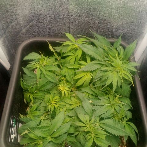 Gorilla Glue Fast Buds growlog timeline photo