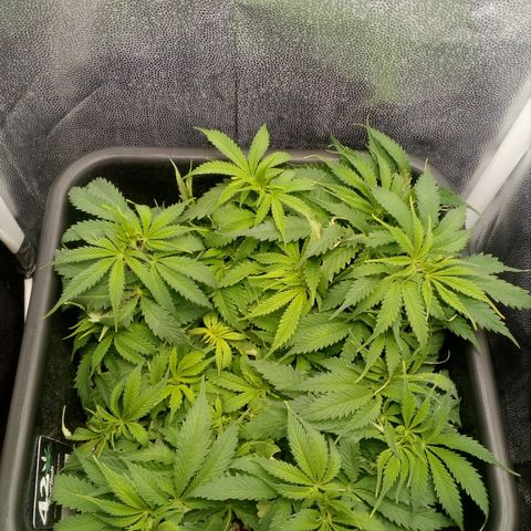 Gorilla Glue Fast Buds growlog timeline photo