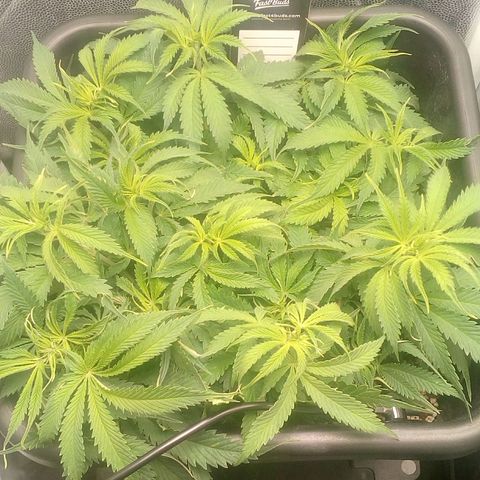 Gorilla Glue Fast Buds growlog timeline photo