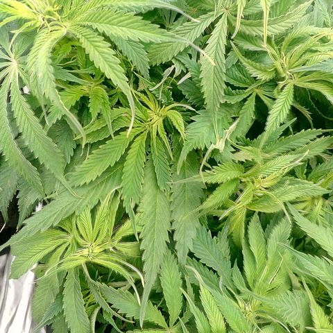 Gorilla Glue Fast Buds growlog timeline photo