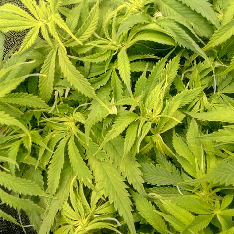 Gorilla Glue Fast Buds growlog timeline photo
