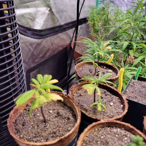 Lemon Sour Diesel 🍋 🍋  growlog timeline photo