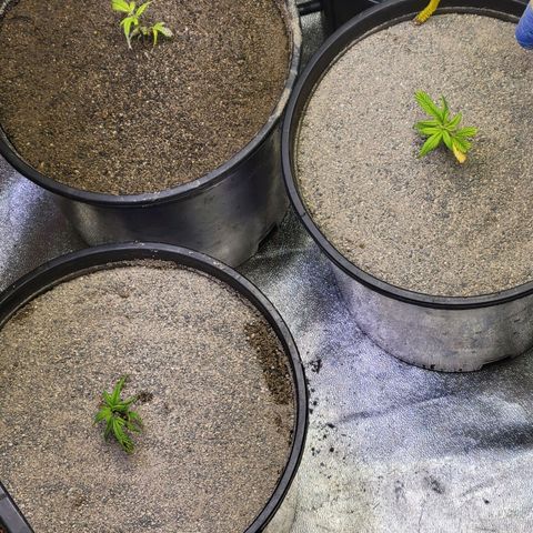 Lemon Sour Diesel 🍋 🍋  growlog timeline photo