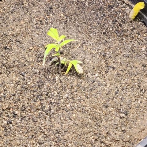 Lemon Sour Diesel 🍋 🍋  growlog timeline photo