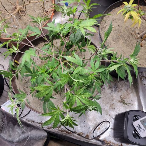 Lemon Sour Diesel 🍋 🍋  growlog timeline photo