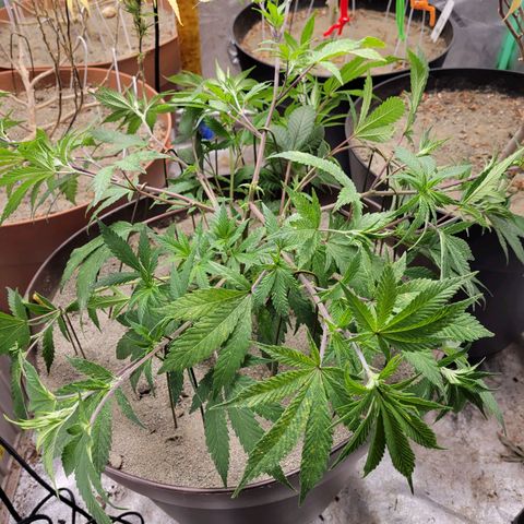 Lemon Sour Diesel 🍋 🍋  growlog timeline photo