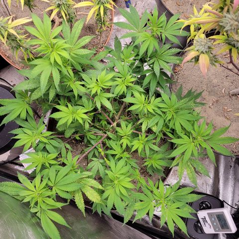 Lemon Sour Diesel 🍋 🍋  growlog timeline photo