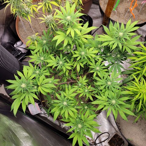 Lemon Sour Diesel 🍋 🍋  growlog timeline photo