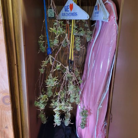 Lemon Sour Diesel 🍋 🍋  growlog timeline photo