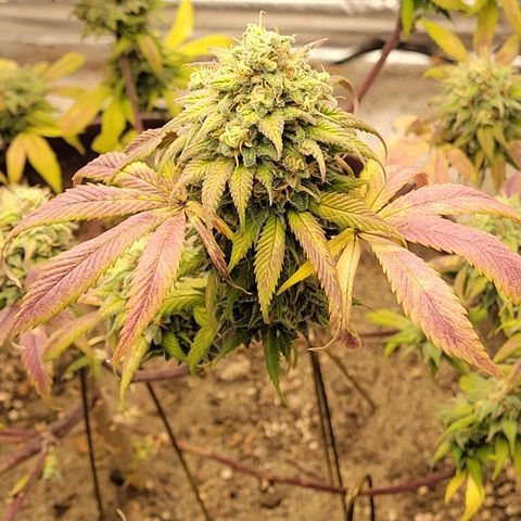Lemon Sour Diesel 🍋 🍋  growlog timeline photo