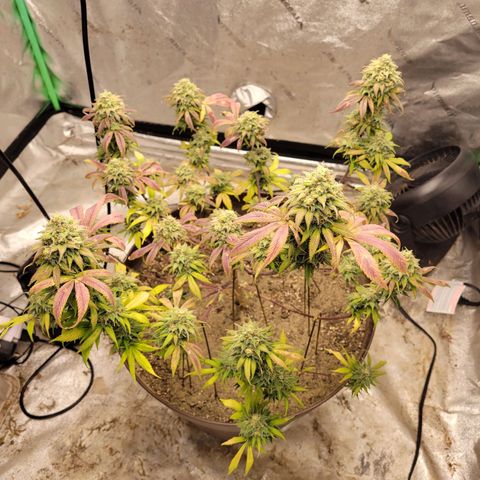 Lemon Sour Diesel 🍋 🍋  growlog timeline photo