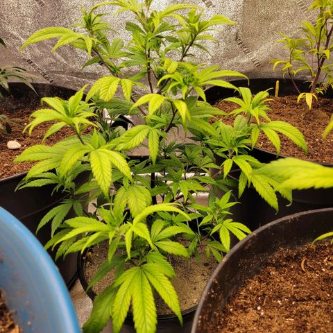 Lemon Sour Diesel 🍋 🍋 🍋 1 - Queen growlog timeline photo