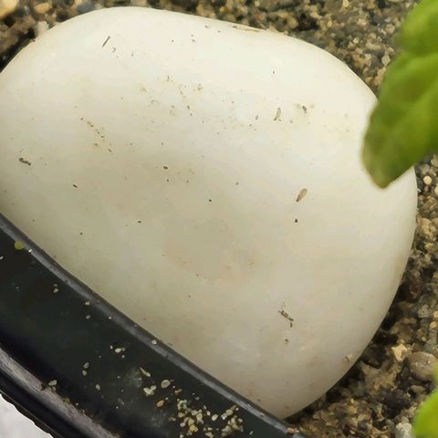 Lemon Sour Diesel 🍋 🍋 🍋 1 - Queen growlog timeline photo