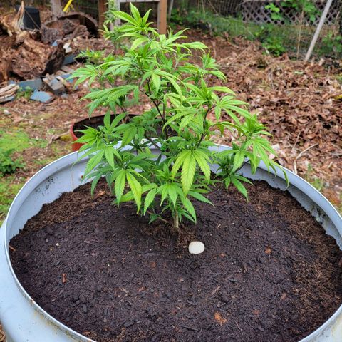 Lemon Sour Diesel 🍋 🍋 🍋 1 - Queen growlog timeline photo
