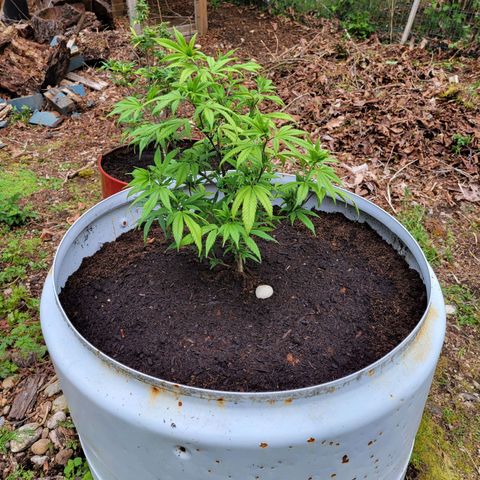 Lemon Sour Diesel 🍋 🍋 🍋 1 - Queen growlog timeline photo