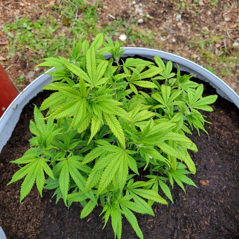Lemon Sour Diesel 🍋 🍋 🍋 1 - Queen growlog timeline photo