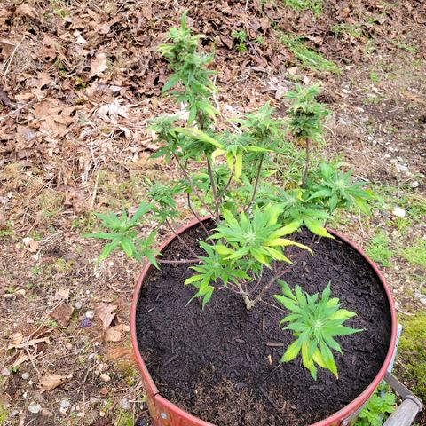 Lemon Sour Diesel 🍋 🍋 🍋 1 - Queen growlog timeline photo