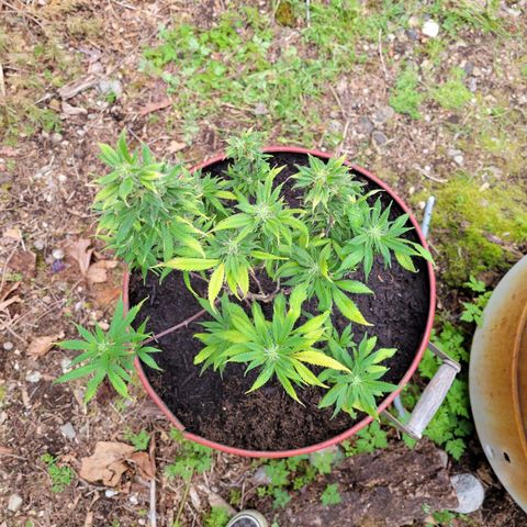 Lemon Sour Diesel 🍋 🍋 🍋 1 - Queen growlog timeline photo