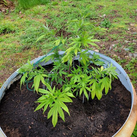 Lemon Sour Diesel 🍋 🍋 🍋 1 - Queen growlog timeline photo