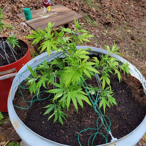 Lemon Sour Diesel 🍋 🍋 🍋 1 - Queen growlog timeline photo
