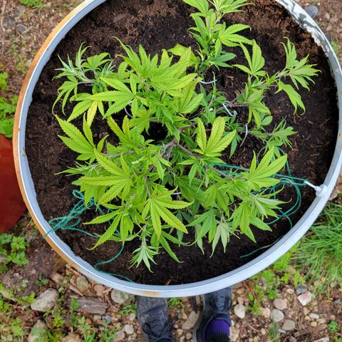 Lemon Sour Diesel 🍋 🍋 🍋 1 - Queen growlog timeline photo