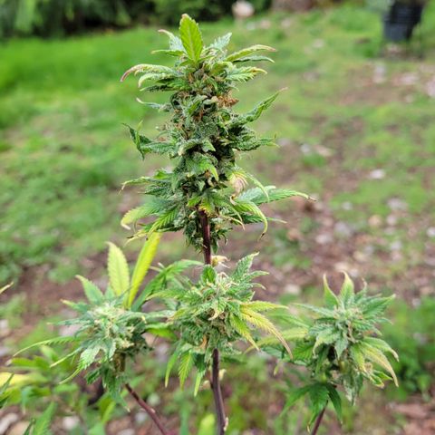 Lemon Sour Diesel 🍋 🍋 🍋 1 - Queen growlog timeline photo