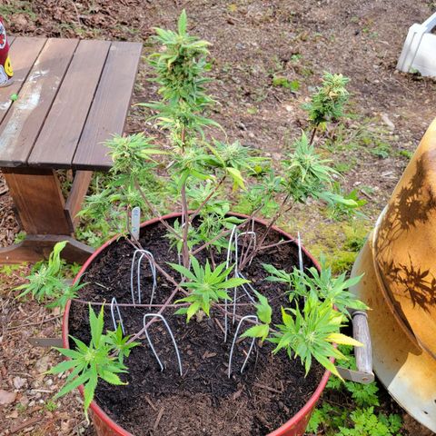 Lemon Sour Diesel 🍋 🍋 🍋 1 - Queen growlog timeline photo