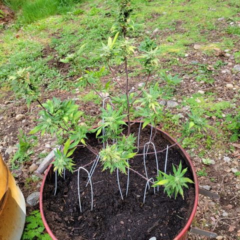 Lemon Sour Diesel 🍋 🍋 🍋 1 - Queen growlog timeline photo