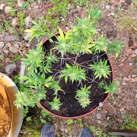 Lemon Sour Diesel 🍋 🍋 🍋 1 - Queen growlog timeline photo