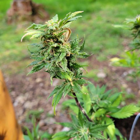 Lemon Sour Diesel 🍋 🍋 🍋 1 - Queen growlog timeline photo