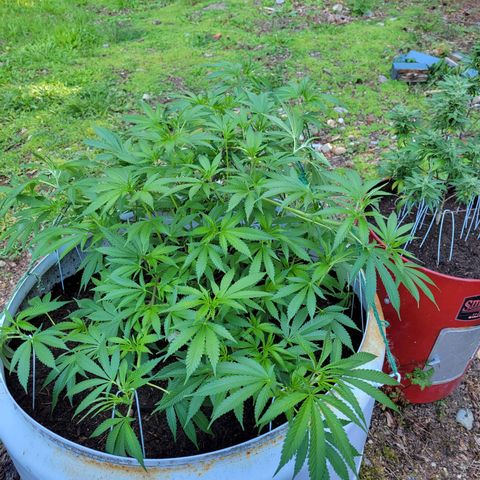 Lemon Sour Diesel 🍋 🍋 🍋 1 - Queen growlog timeline photo