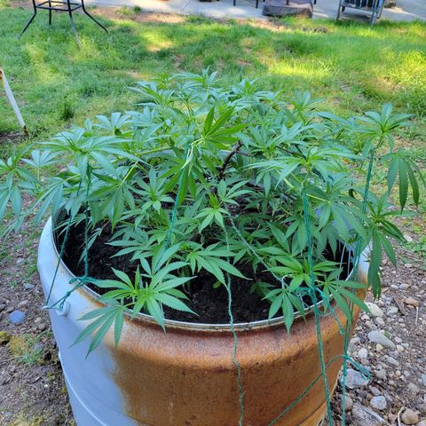 Lemon Sour Diesel 🍋 🍋 🍋 1 - Queen growlog timeline photo