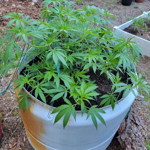 Lemon Sour Diesel 🍋 🍋 🍋 1 - Queen growlog timeline photo