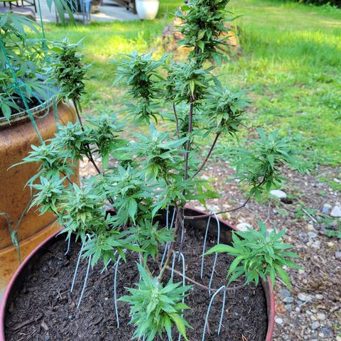 Lemon Sour Diesel 🍋 🍋 🍋 1 - Queen growlog timeline photo