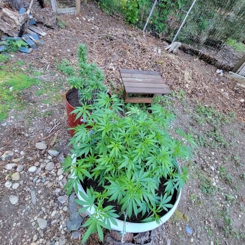 Lemon Sour Diesel 🍋 🍋 🍋 1 - Queen growlog timeline photo